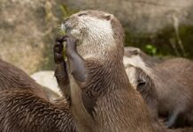 Як називається група Otter? Залежить від ситуації.