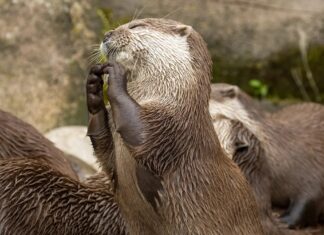 Как Называется Группа Выдр? Зависит от Ситуации.