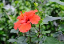 Обрізка гібіскуса: Посібник із більших барвистих квітів