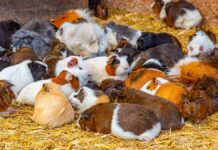 Стада Морських Свинок: Чому У Цих Маленьких Вихованців Велика Назва