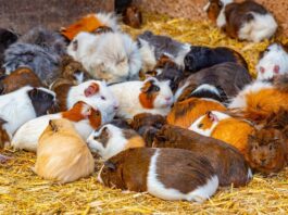 Стада Морських Свинок: Чому У Цих Маленьких Вихованців Велика Назва