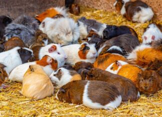 Стада Морських Свинок: Чому У Цих Маленьких Вихованців Велика Назва