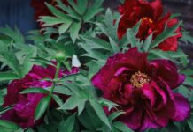 Спільні посадки з півоніями: 8 кольорів для яскравого весняного саду