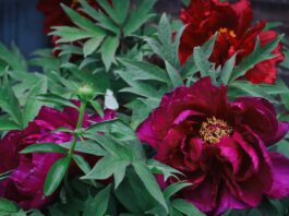 Спільні посадки з півоніями: 8 кольорів для яскравого весняного саду