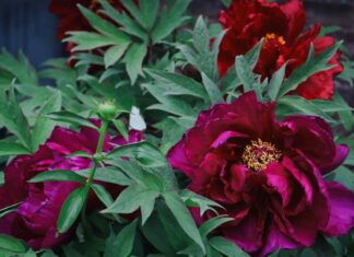 Спільні посадки з півоніями: 8 кольорів для яскравого весняного саду