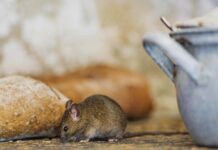 Як позбутися мишей: природні рішення для зими