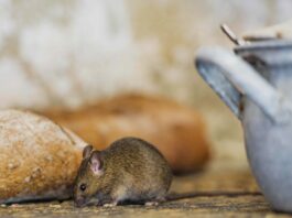 Як позбутися мишей: природні рішення для зими