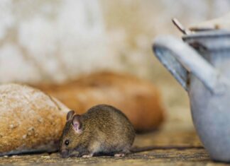 Як позбутися мишей: природні рішення для зими
