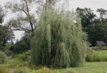 Ивы: быстрые, влаголюбивые и смертельно опасные для вашей канализации