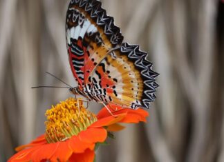 10 видів червоних метеликів, знайдених від Індії до Флориди та Європи