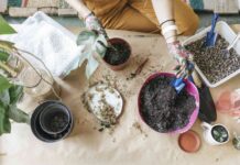 Правильний грунт має вирішальне значення для кімнатних рослин