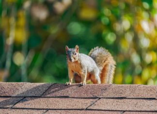 Come gli scoiattoli invadono le case e 5 modi per prevenirlo