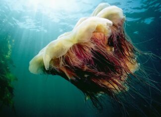 Медуза з левовою гривою була таємницею загадки Шерлока Холмса