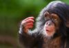 Хитрі мавпи: напрочуд доречна назва для групи приматів
