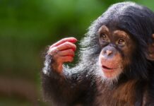 Хитрі мавпи: напрочуд доречна назва для групи приматів