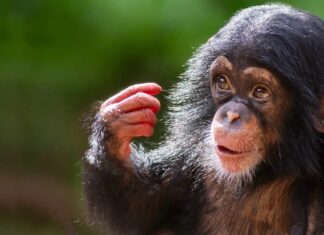 Przebiegłe małpy: zaskakująco odpowiednia nazwa dla grupy naczelnych