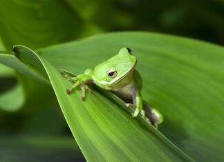Домашні жаби: Найкраще для власників, які дотримуються принципу “Подивіться, але не торкаються”